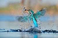 Martin-pêcheur - En un clin d'oeil