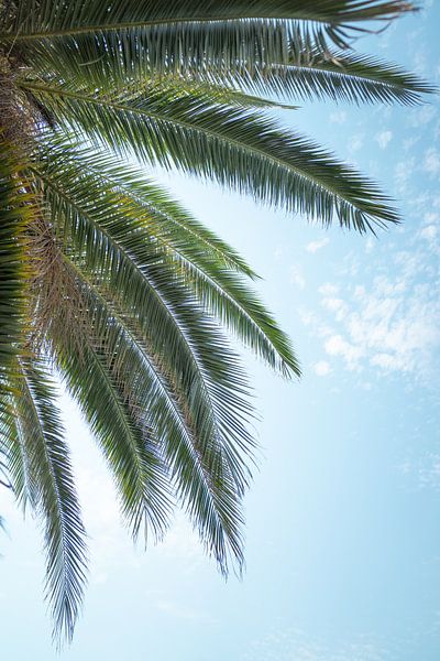 Palm leaves by Jim Plaum