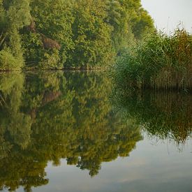 Weerspiegeling bomen in het water in de Biesbosch van Kuifje-fotografie