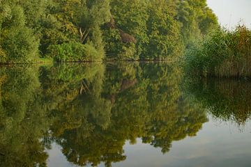 Weerspiegeling bomen in het water in de Biesbosch van Kuifje-fotografie