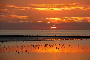 Zonsondergang wad met vogels van Anja Brouwer Fotografie