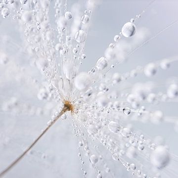 A square of droplets on a dandelion fluff by Marjolijn van den Berg