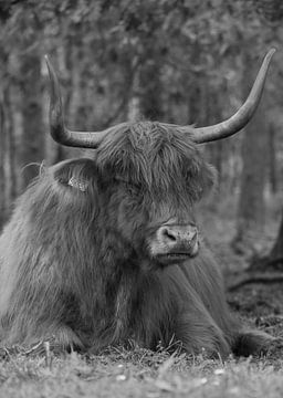 Schotse hooglander liggend in het bos van Michel Knikker