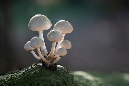 Lone porcelain fungus