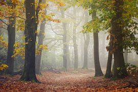 October mornings like these are so rare by Roelie Steinmann