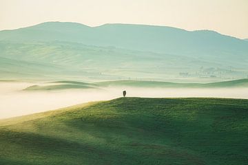 Italië Toscane Cipres in de Nevelvallei van Jean Claude Castor