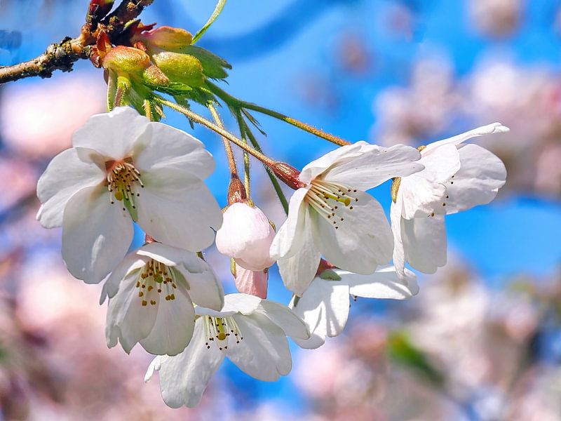 Sakura (Japanische Kirschblüte) von Eduard Lamping