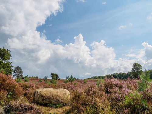 Heuvels met heide