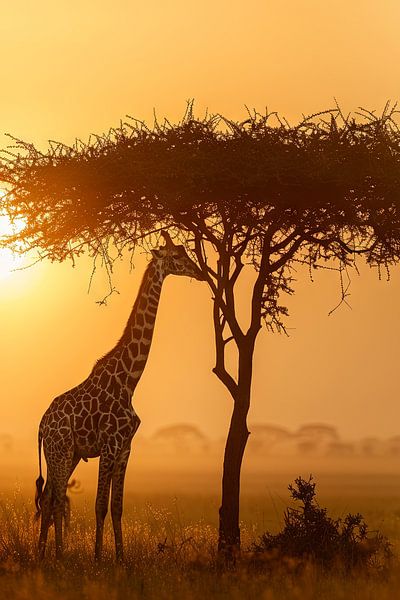 Giraffe von Poster Art Shop