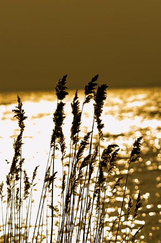 Sunset above the IJsselmeer