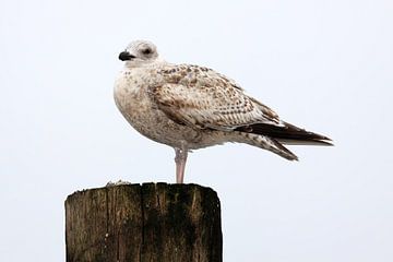 Brown seagull on pole by MSP Canvas