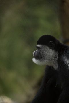 The thinker. van Fokke jurrien Akker