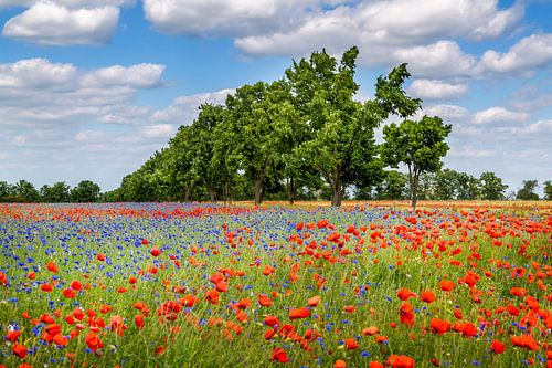 Klaprozenveld met korenbloemen en een laan