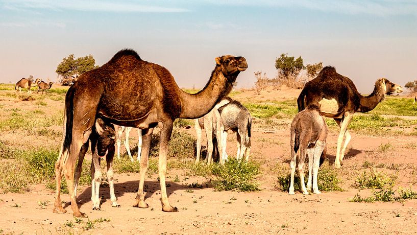 de hele famile van de kamelen te samen van Hans de Waay