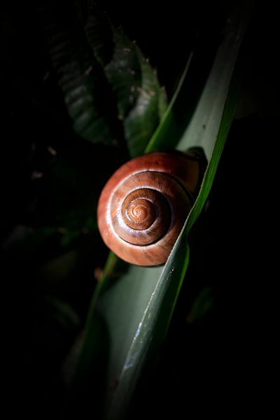 Elegant by Thomas Jäger