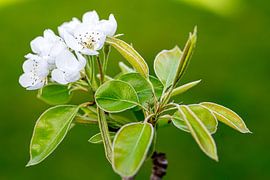 Fleur de poirier sur René Weijers