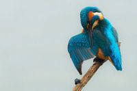 Kingfisher