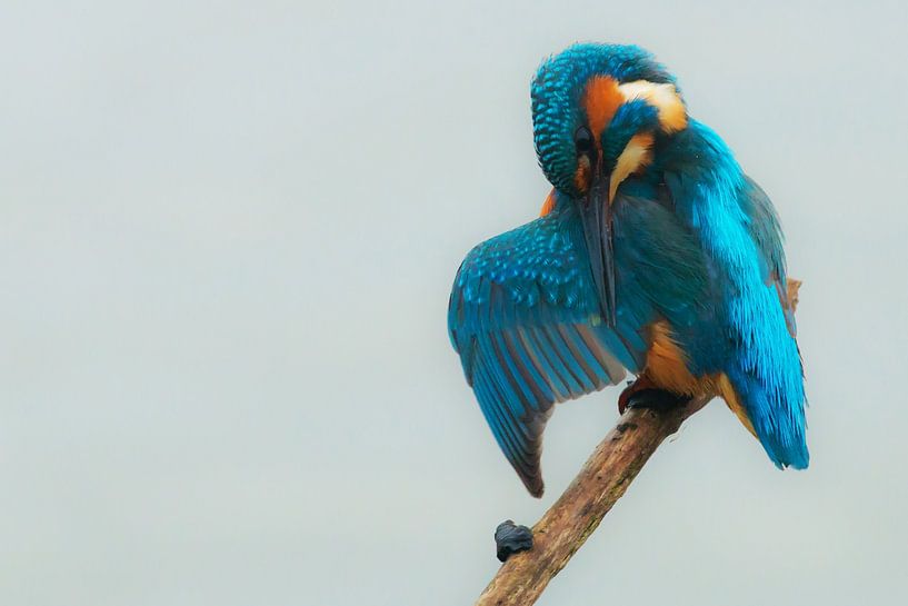 Kingfisher by Nicole de Boer
