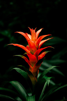 Un feu dans la nature