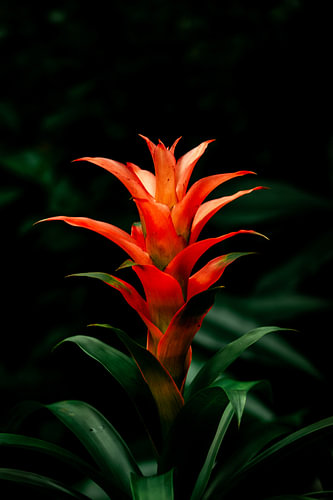 Un feu dans la nature