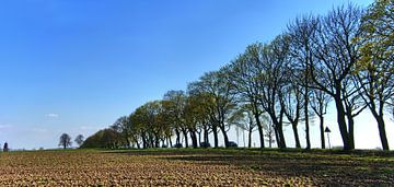 Panorama de l'allée des arbres