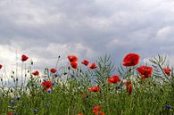 Poppies by Ostsee Bilder thumbnail