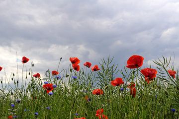 Coquelicots sur Ostsee Bilder