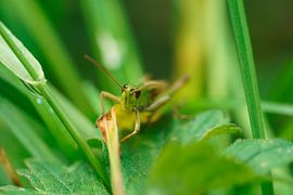 photo by Barry van Rijswijk