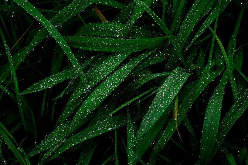 Raindrops on grass by Poster Art Shop