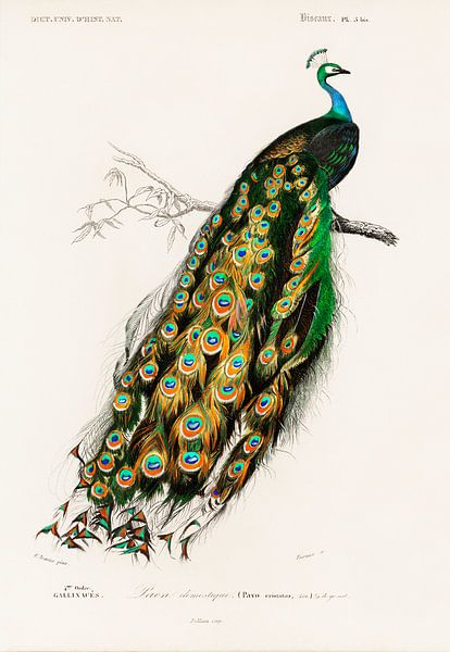 Indian peafowl (Pavo Cristatus), Charles Dessalines D' Orbigny by Masterful Masters