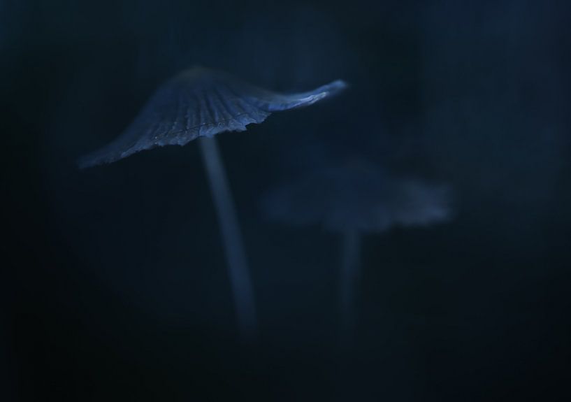 Jumeaux par Milou Hinssen