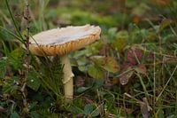 Mushroom at its finest