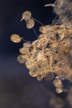 Hydrangea Flowers with Magical Winter Light by Imladris Images