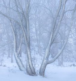 Een foto in high-key-stijl van met sneeuw bedekte bomen in de winter van PhotoCluster