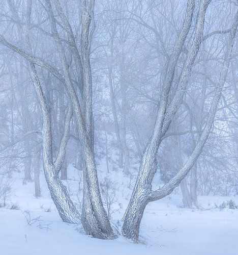 High Key Image of Snow spotted trees in Winter