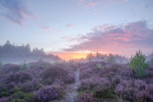 Sonnenaufgang im Moor