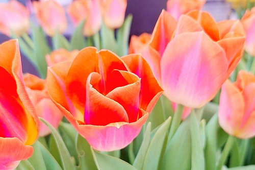 Tulip Whispers