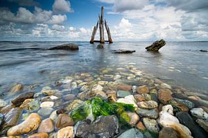 Tête d'aigle dans le lac de Grevelingen, Zélande