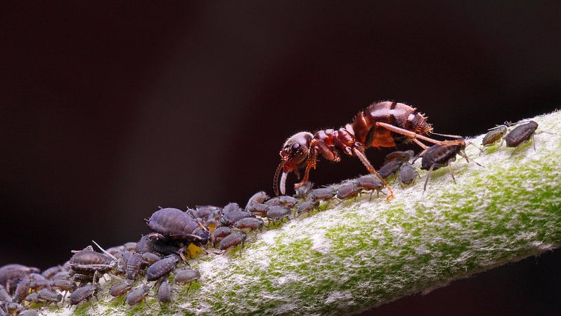 Ant guarding lice macro by Mark Verhagen