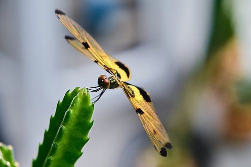The delicate balance: a dragonfly perched on a cactus