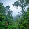 Costa Rica - Brug in het Regenwoud van t.ART