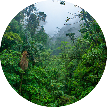 Costa Rica - Brug in het Regenwoud van t.ART