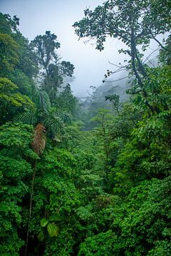 Costa Rica - Bridge in rainforest by t.ART