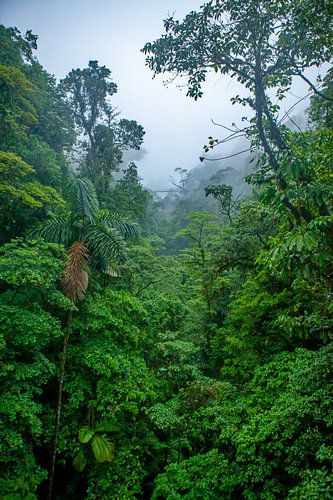 Costa Rica - Brücke im Regenwald