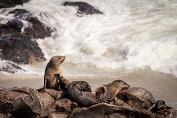 Seals on a rock in Namibia by OCEANVOLTA