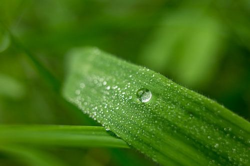 Kleine waterdruppel heel groot