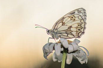 Schmetterling