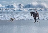 Paard en hond rennend bij zee  van Marcel van Balken thumbnail