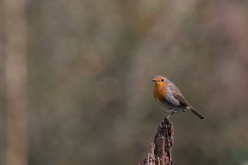 Roodborstje op de uitkijk van Karin van Rooijen Fotografie