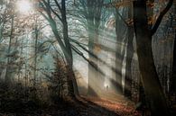 Sonnenschein durch die Bäume von Jeroen Mondria Miniaturansicht